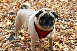 puggie playing in the fall leaves 2009