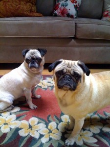 Belle and Lucy at Home