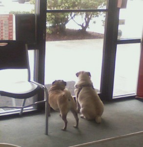 Puggies at work