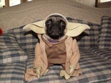 Yoda Pug