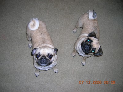 My puggies