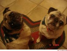 pugs on a rug