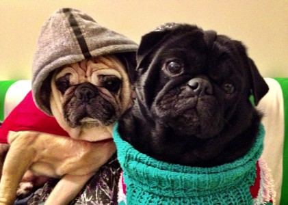 Pug Life