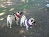 Rocky and Adrian Checkin' Out the Dog Park