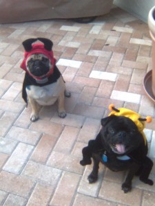 Devil Dog  and Killer Bee