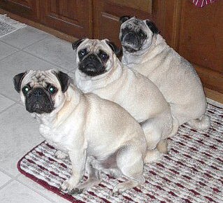 Three Pugs in a Row!