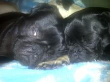 Pugs asleep