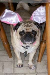 Pugs Bunny; Silly Whabbit!