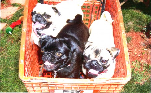 Pugs going shopping...