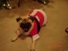 Pug Santa