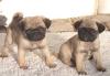 Little Puglets