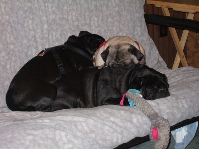 Pile O' Puggies