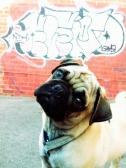 City Pug