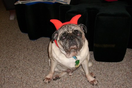 Devil Pug