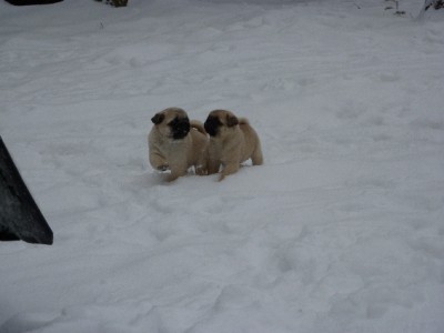 puppies first romp in snow