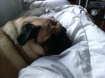 Sleepy pug