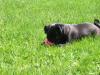 Ollie in the grass