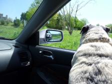 Reflective Pug