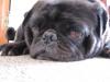 Rocket's Pug Siesta