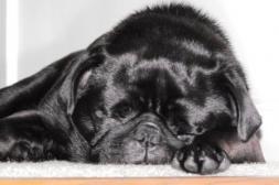 Pooped Pug