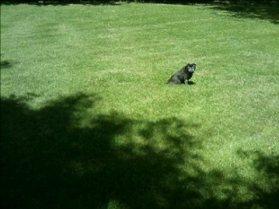 Sunning in the yard...