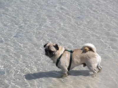 Sammy at the beach