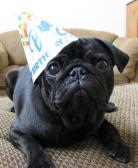 Birthday Pug