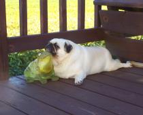 SHEEBA AND  CHUBBY FRIEND ON BACKYARD DECK