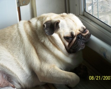 guard pug taking a nap