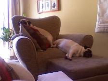 Sleepy pugs