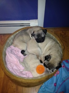 Sleeping Pugs