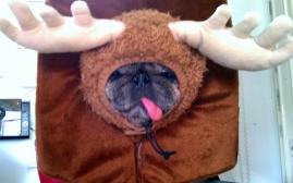 Moosehead Pug