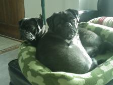 Snuggled Pugs