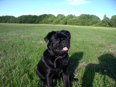 sonic the black pug