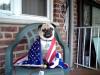 Patriotic Pug