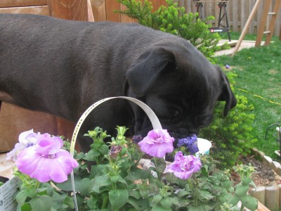 Planting supervisor