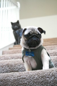 stair training