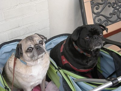 Hanging in the Pug Wagon