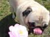 Flower Pug