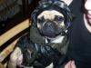 PUG WEAR LEATHER