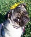 sun pug