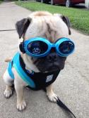 Edgar & his new Doggles