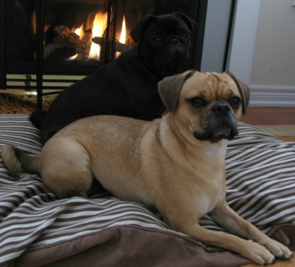 Thanksgiving Pugs