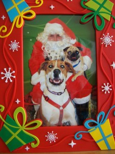 Chumlee ( pug ) and his brother Big Hoss with Santa