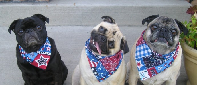 pugs in 4th of july gear