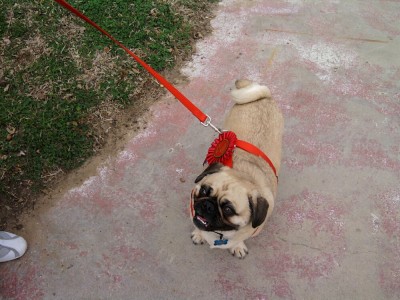 Toby at DFW Rescue Pugapalooza