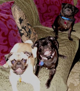 pug trio