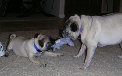 Tug of War