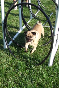 Henry aces the hoop tunnel!