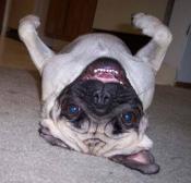 Upside down pug.jpg